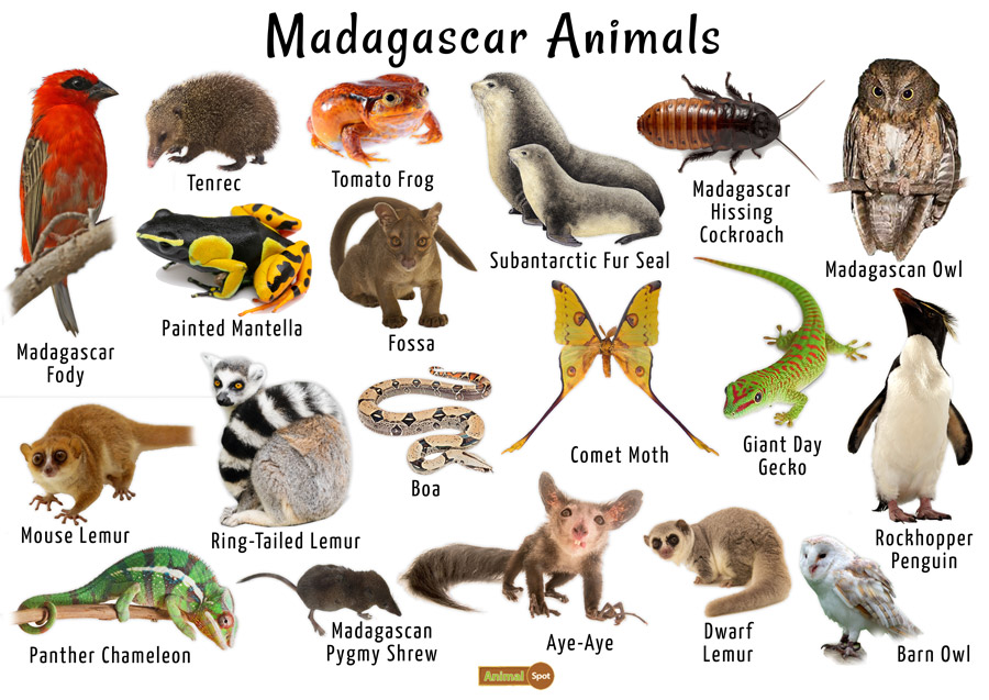 Madagascar Animals List, Habitats, and Pictures