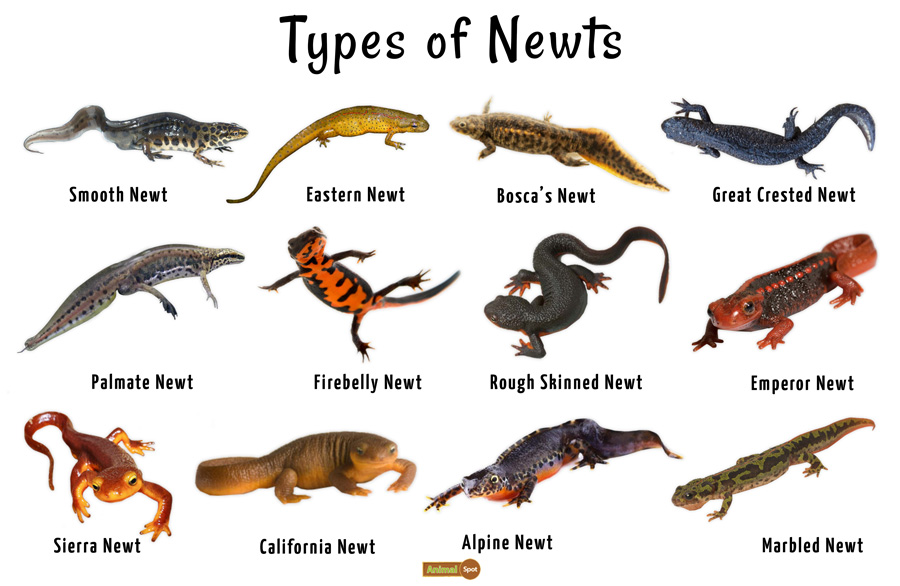Newt - Facts, Habitat, Life Cycle, Adaptations and Pictures