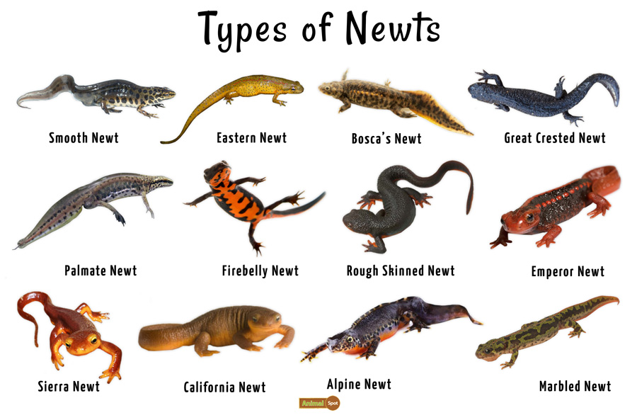 newt amphibian