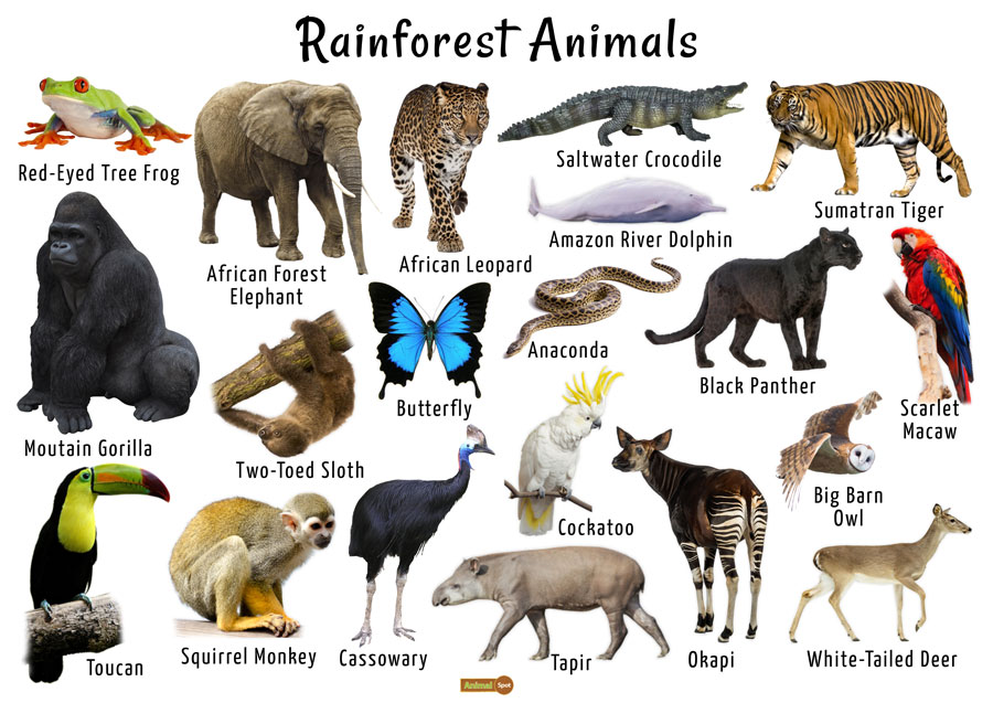 29+ List Of Rainforest Animals Background