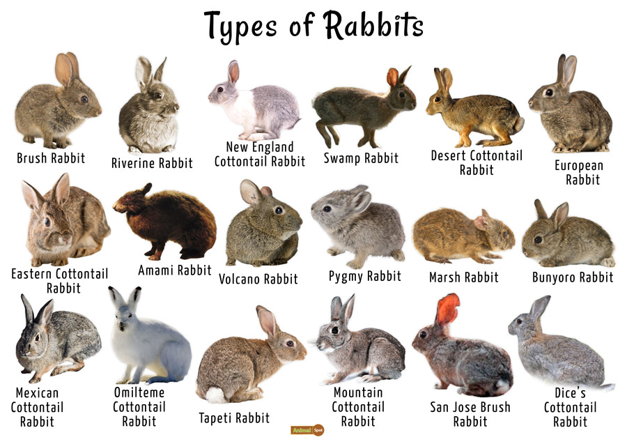 different kinds of bunnies for pets