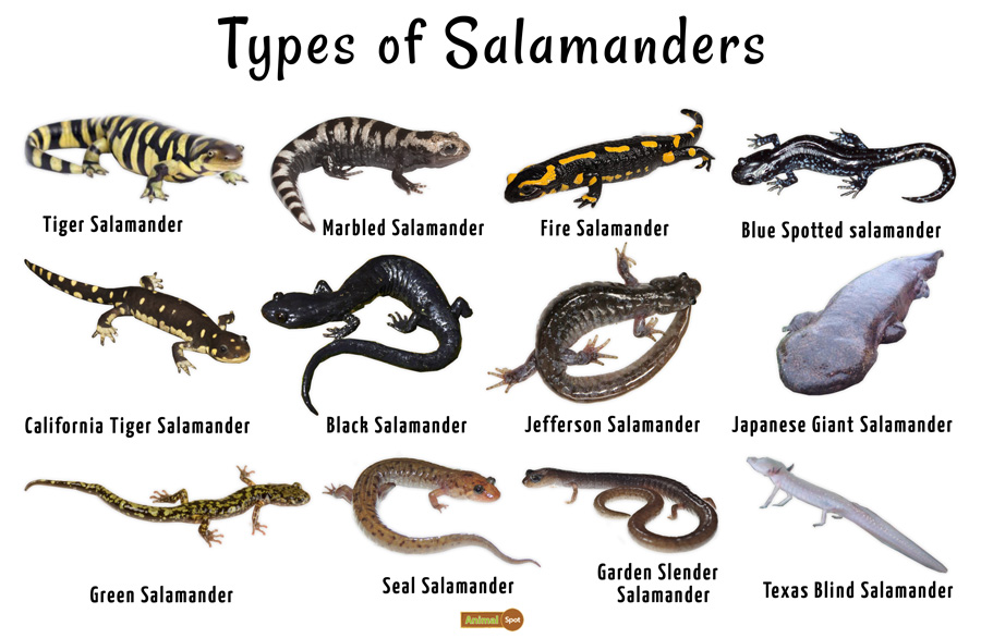 Salamander - Facts, Habitat, Life Cycle, Diet and Pictures