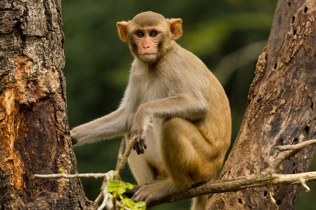 Monkey Facts, Types, Lifespan, Classification, Habitat, Pictures