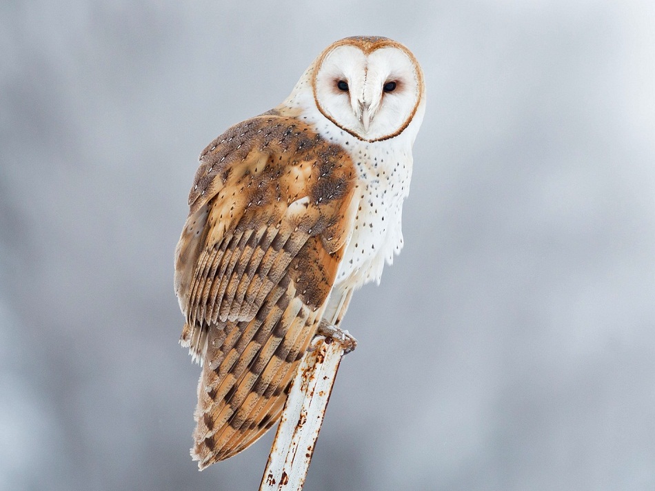 Owl Facts, Types, Classification, Habitat, Diet, Adaptations