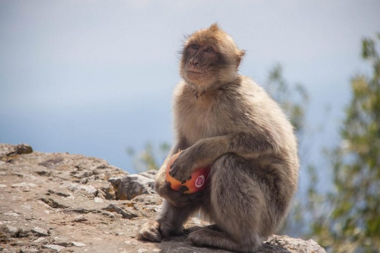 Monkey Facts, Types, Lifespan, Classification, Habitat, Pictures