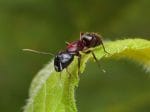 Ants - Types, Facts, Identification, Habitat, Diet, Adaptations, Pictures