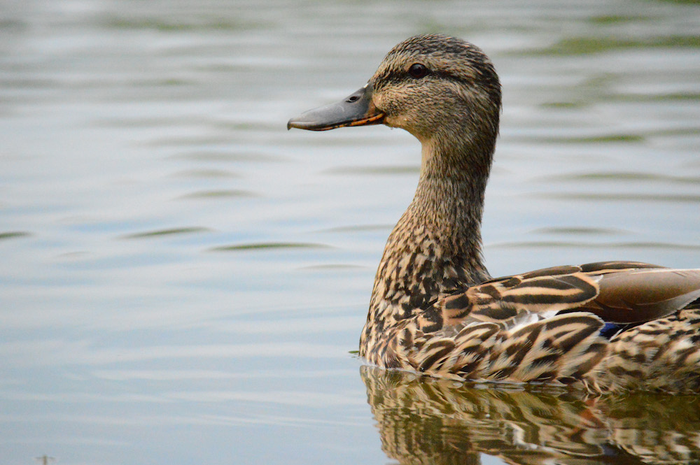 Duck Facts, Types, Identification, Habitat, Diet, Adaptations