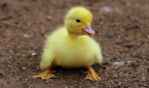 Duck Facts, Types, Identification, Habitat, Diet, Adaptations Duck Facts, Types, Identification, Habitat, Diet, Adaptations