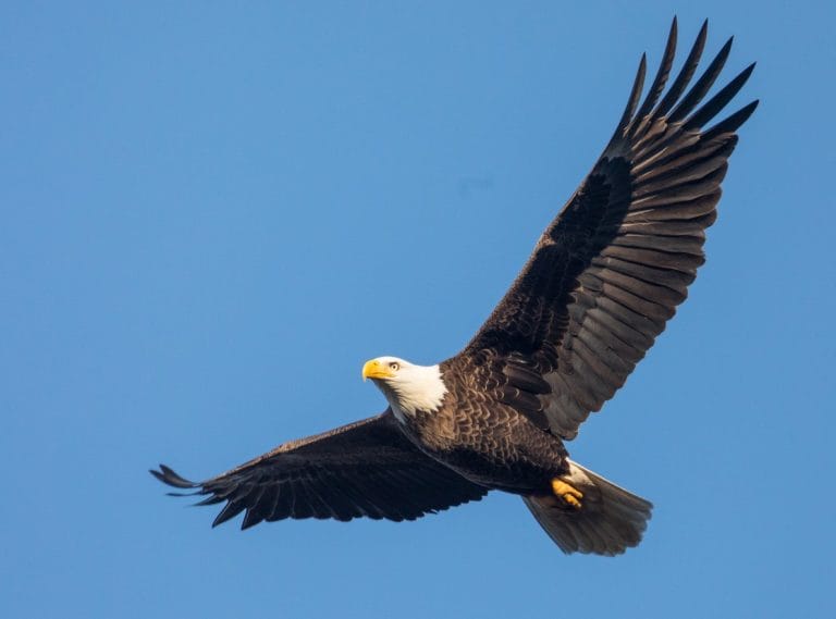 Eagle Facts Types Characteristics Habitat Diet Adaptations Pictures