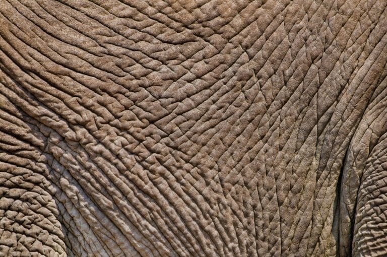 Elephant Facts, Types, Classification, Habitat, Diet, Adaptations