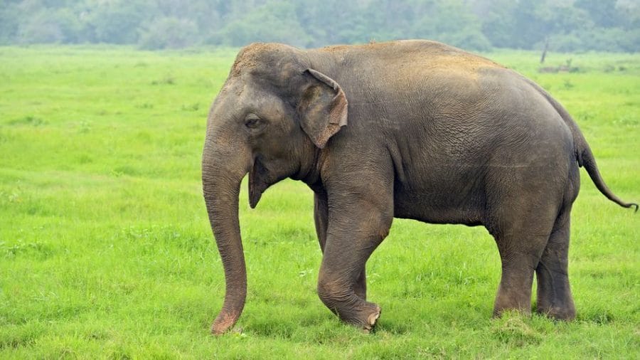 Asian Elephant Classification Chart