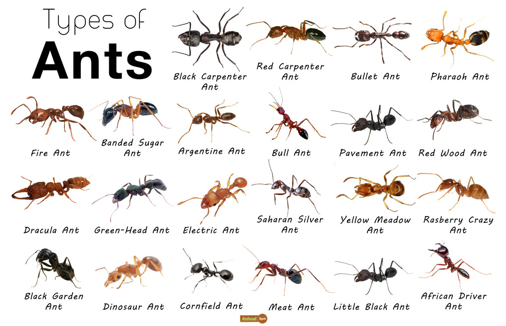 Texas Ant Species Identification