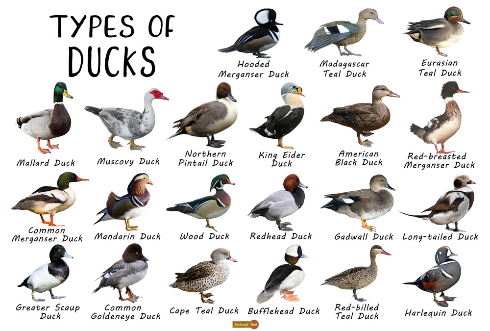 Duck Facts, Types, Identification, Habitat, Diet, Adaptations