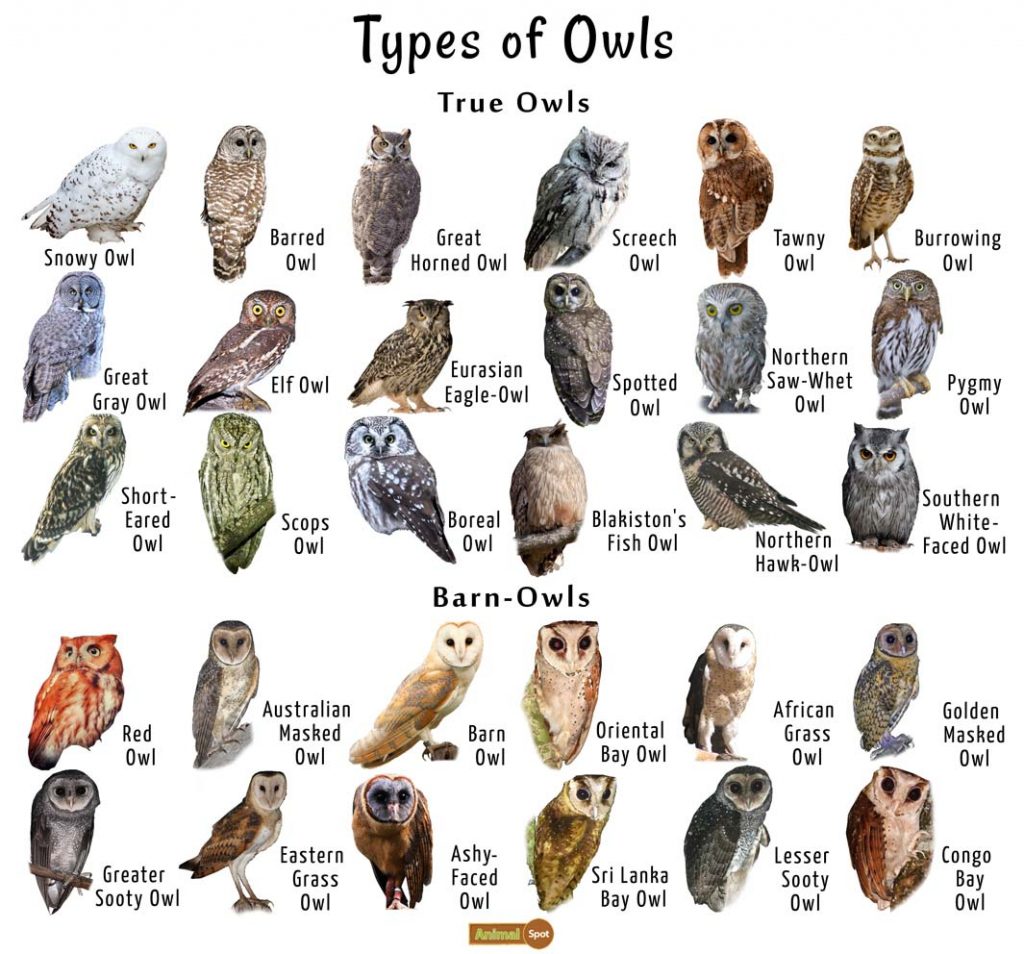 Owl Facts Types Classification Habitat Diet Adaptations