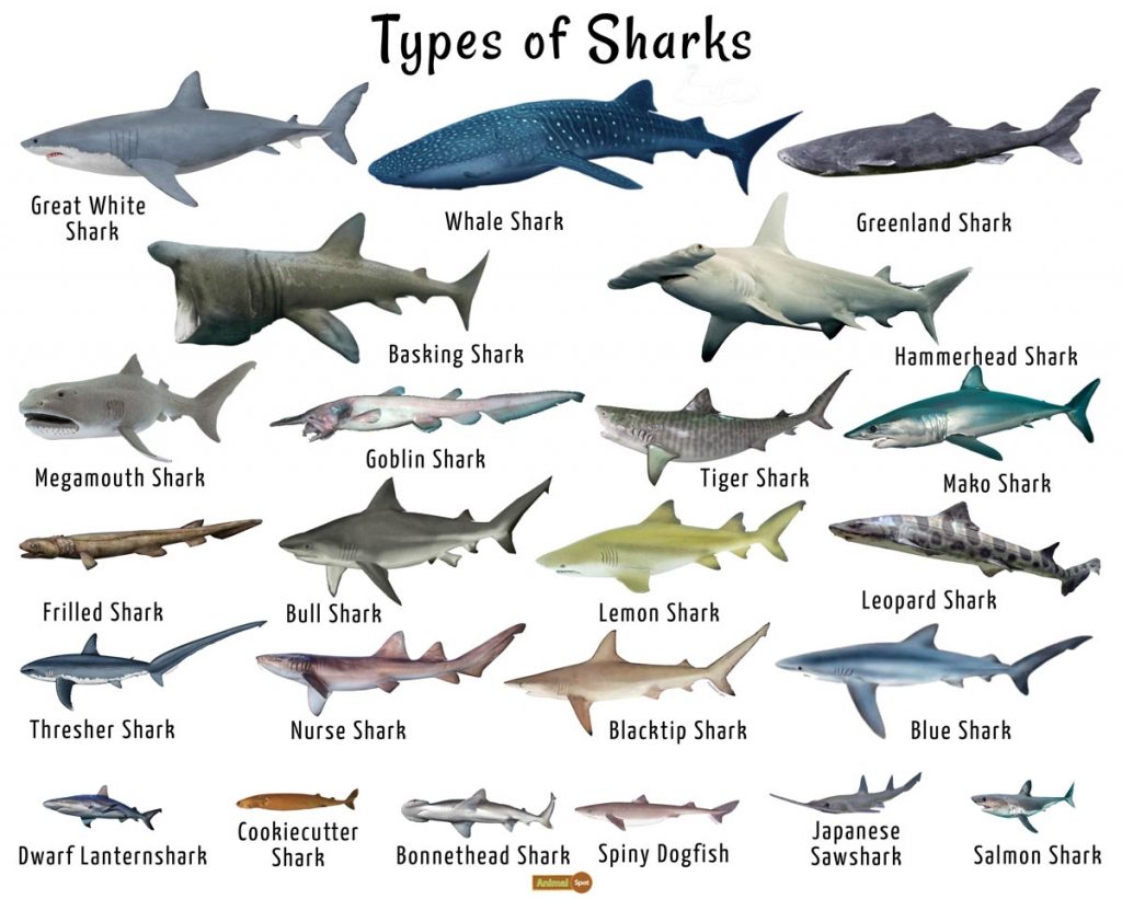 Shark Facts Types Classification Habitat Diet Adaptations Pictures