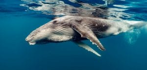Whale Facts, Types, Lifespan, Classification, Habitat,