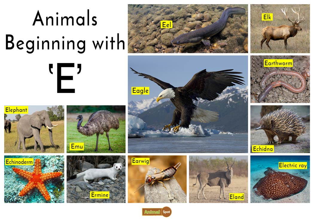 Animals That Start With Letter E