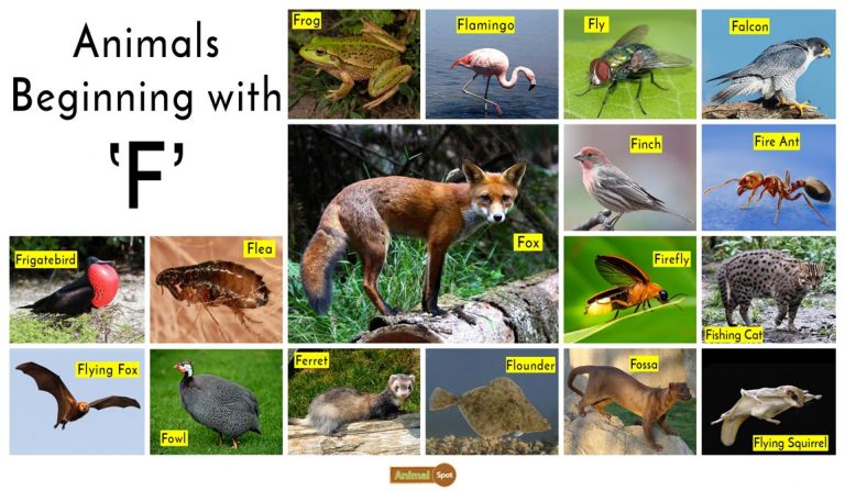 Names Of Animals That Start With F