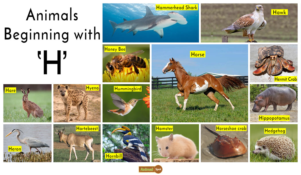 Animals that Start with the Letter H