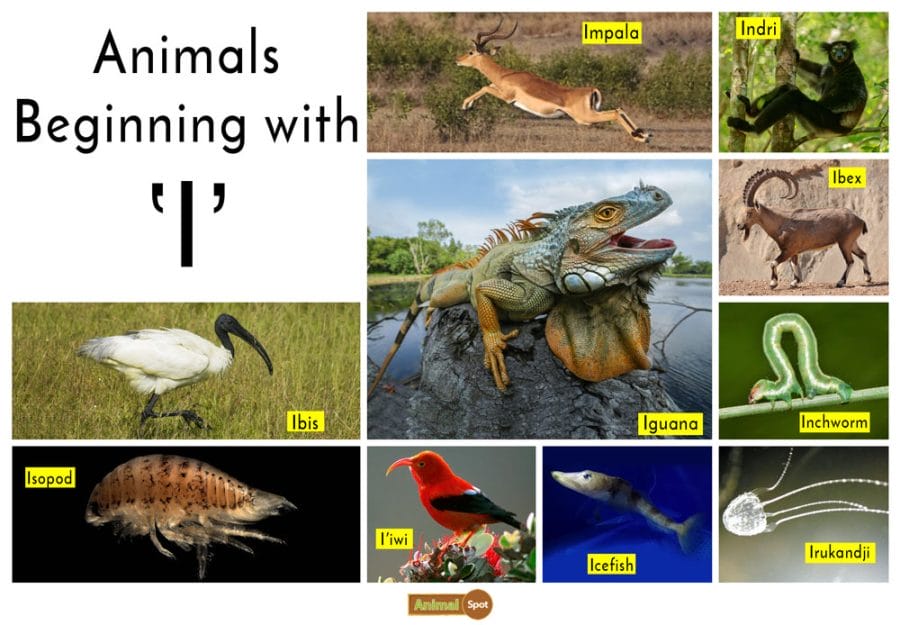 Animal That Starts With I