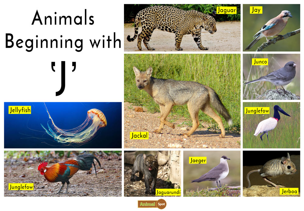 Animals that Start with the Letter J