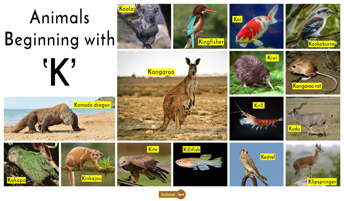 Animals that start with K