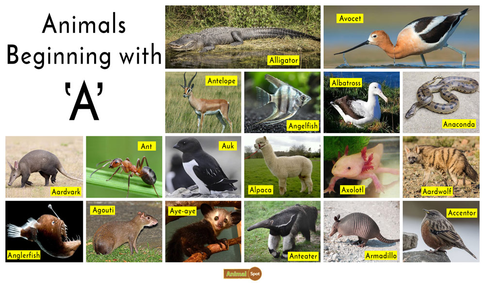 animals that start with the letter y