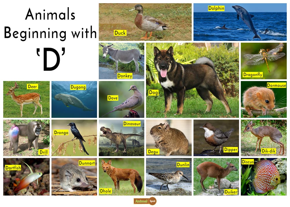 Animals that start with the Letter D