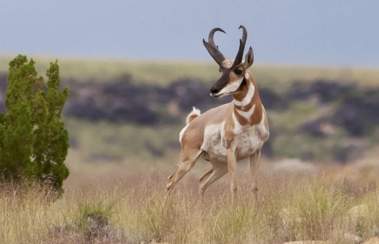 Antelope Facts Types Lifespan Classification Habitat Pictures antelope-facts-types-lifespan-classification-habitat-pictures
