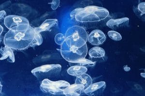 Jellyfish Facts, Types, Classification, Habitat, Diet, Adaptations
