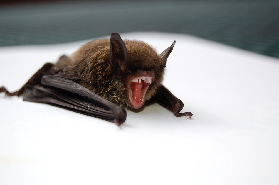 Bat Facts, Types, Classification, Habitat, Diet, Adaptations