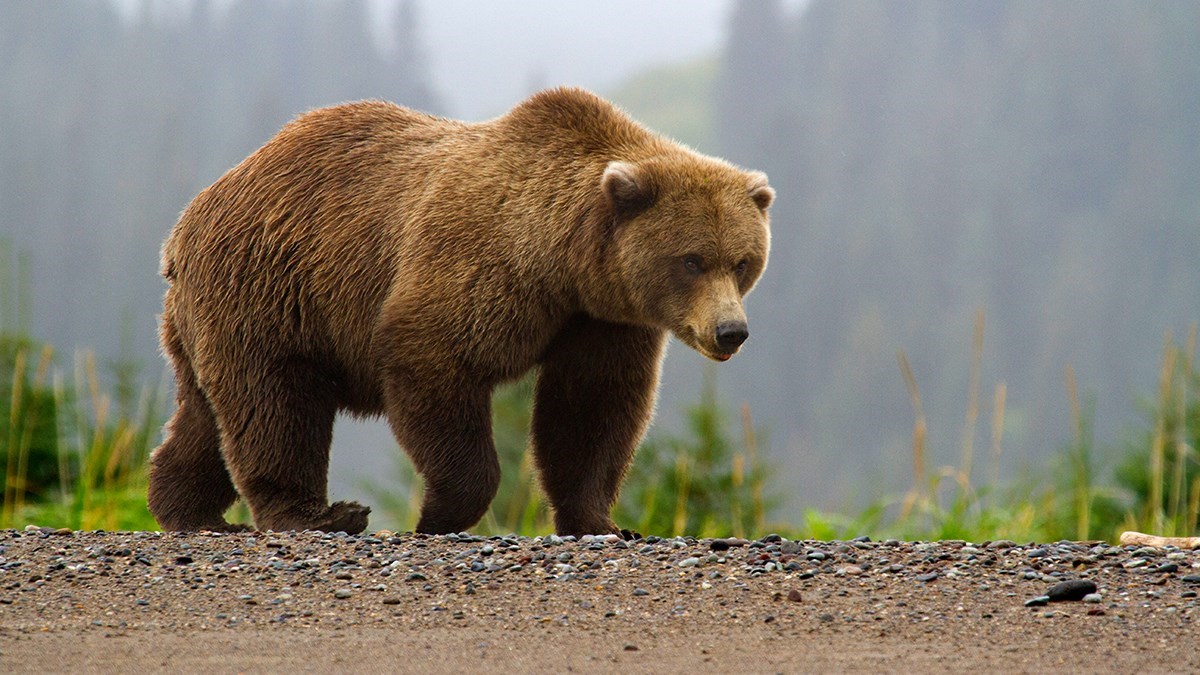 Bear Facts, Types, Lifespan, Classification, Habitat, Pictures