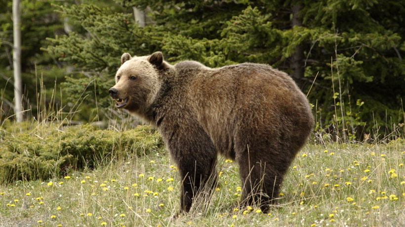 Bear Facts, Types, Lifespan, Classification, Habitat, Pictures