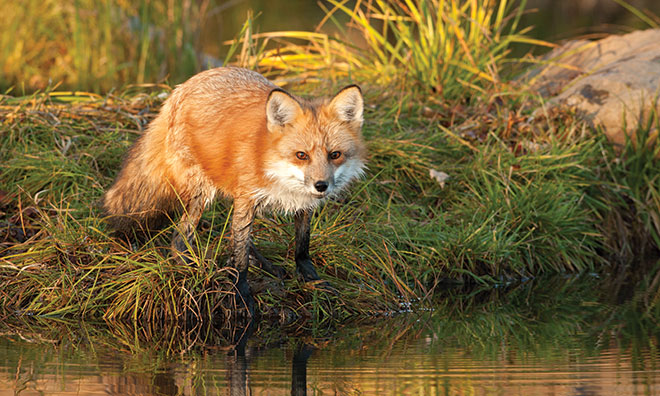 Fox Facts, Types, Classification, Habitat, Diet, Adaptations