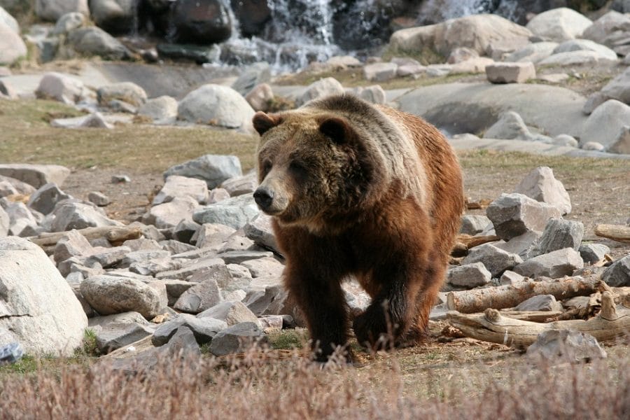 Male Bear