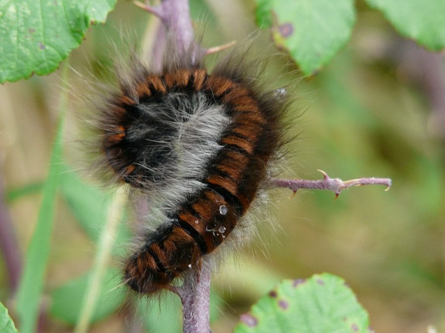 Hawk Moth Caterpillar Insect Facts - A-Z Animals