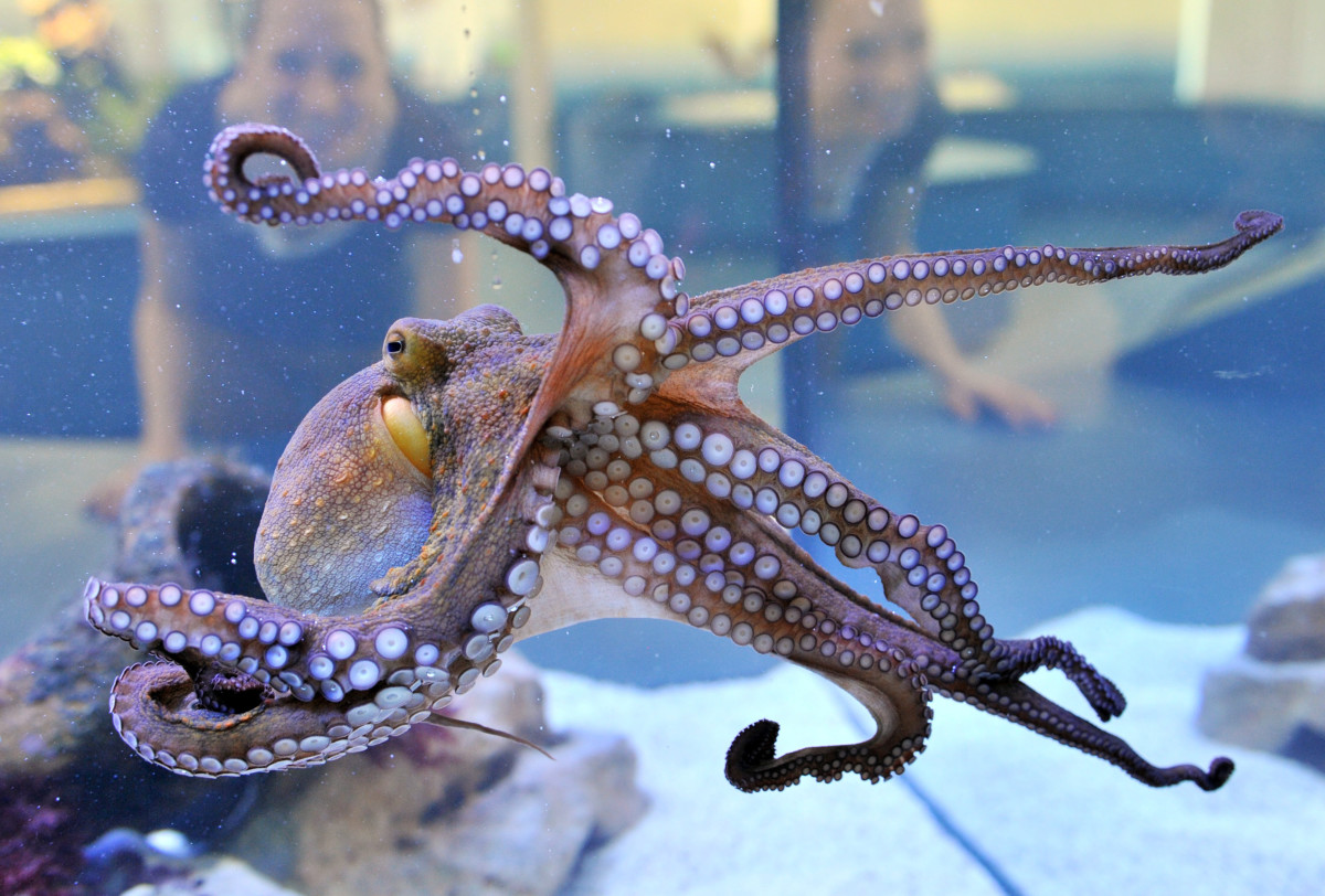 Riesen Octopus