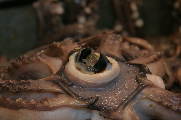 Images Of Octopus Mouth : Download the perfect octopus pictures. 