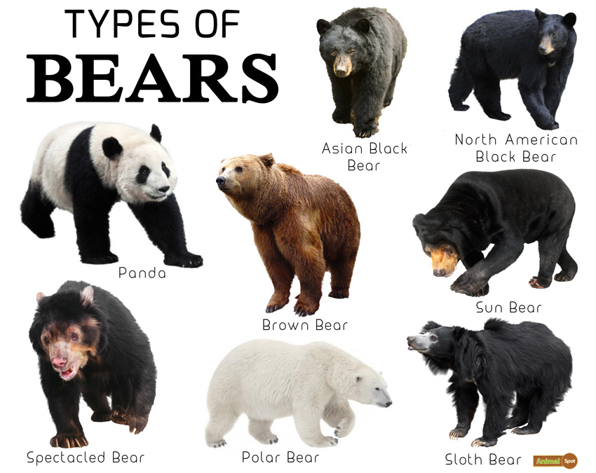 III. The Average Lifespan of Different Bear Species