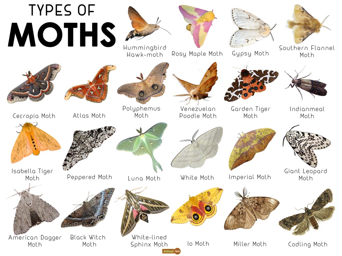 Moth Facts, Types, Classification, Habitat, Diet, Adaptations