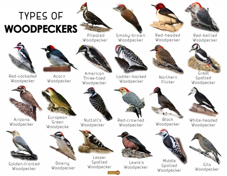woodpecker-facts-types-classification-habitat-diet-pictures