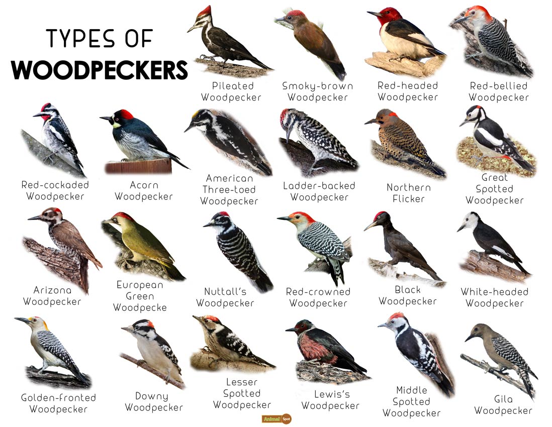 all about woodpeckers