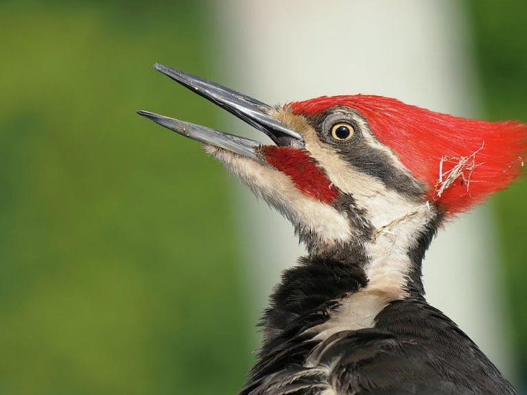Woodpecker Facts, Types, Classification, Habitat, Diet, Adaptations