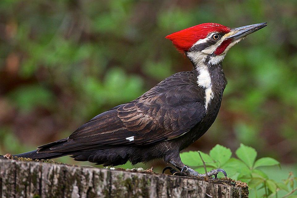 all about woodpeckers