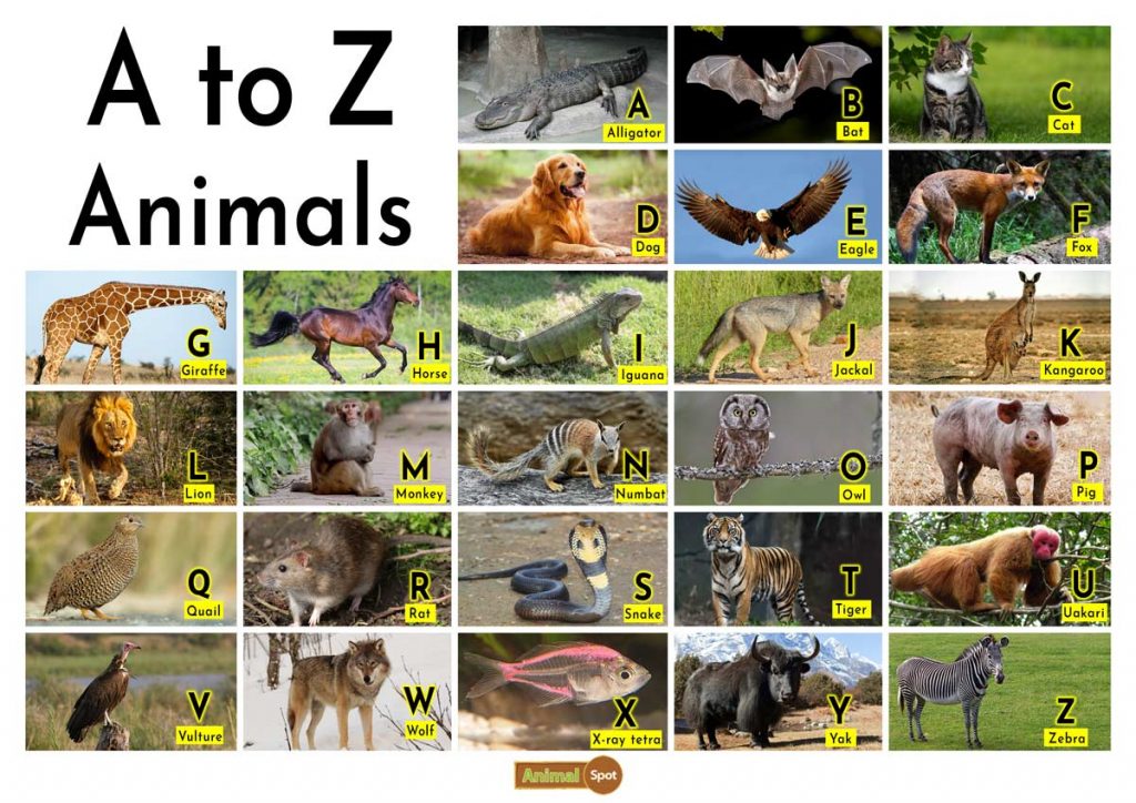 A to Z Animals