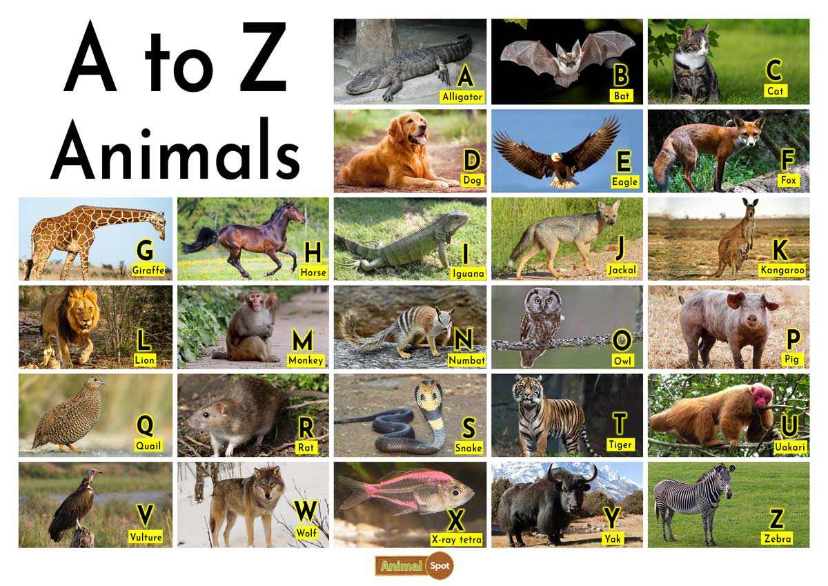 Rainforest Animals List A Z