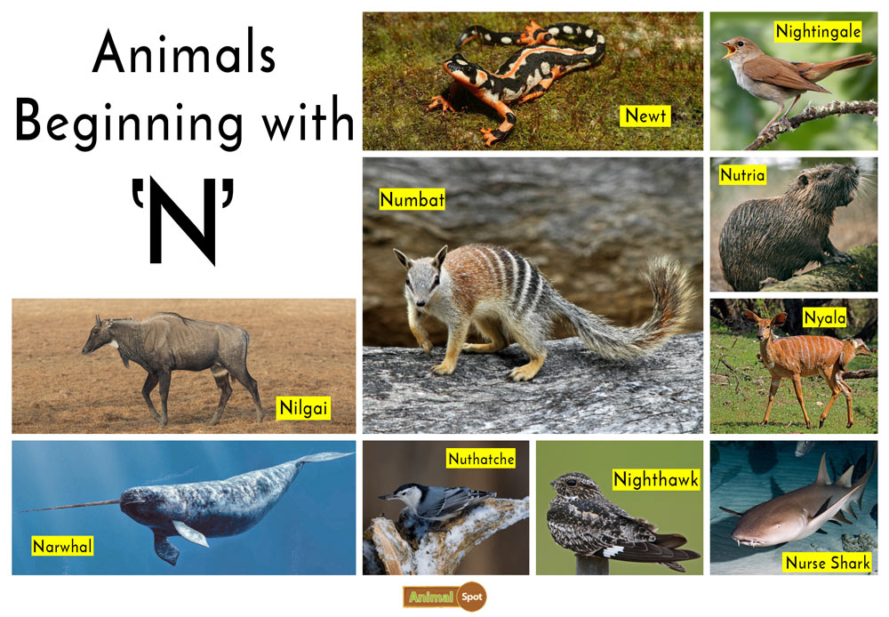 Animals that start with N
