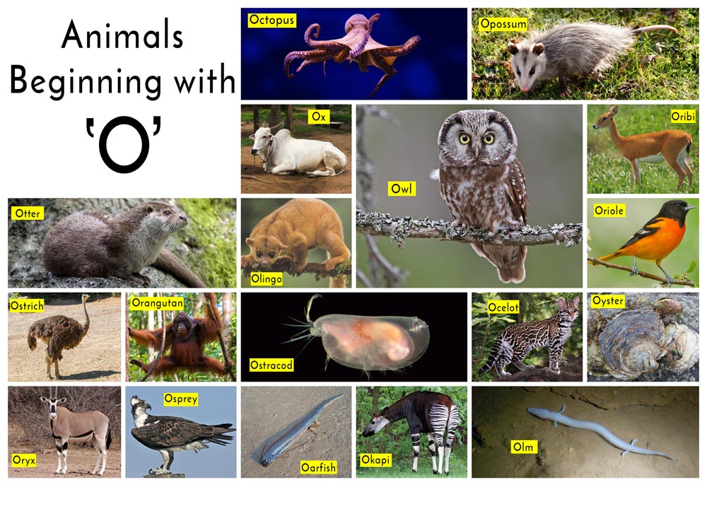 Animals that start with O