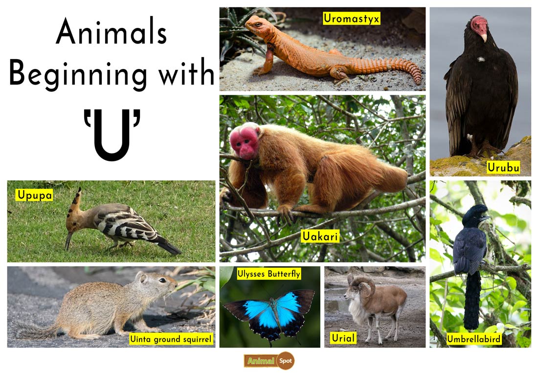 Animals That Start With U