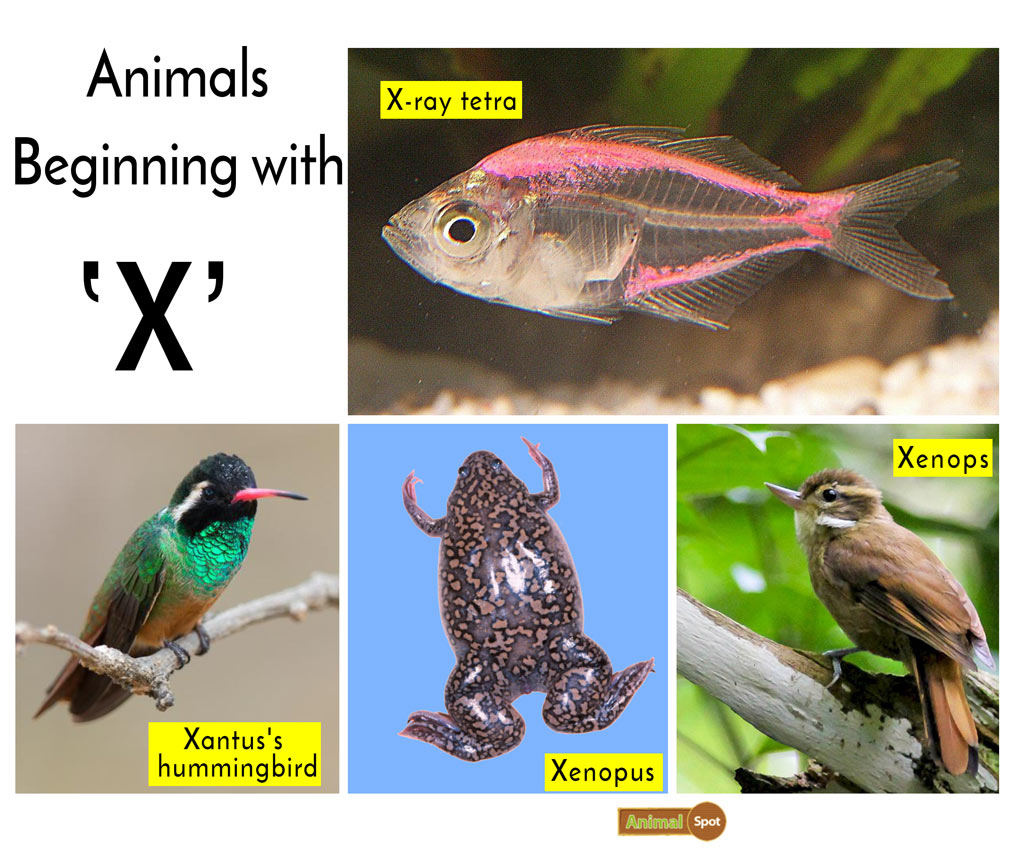 Animals that start with X